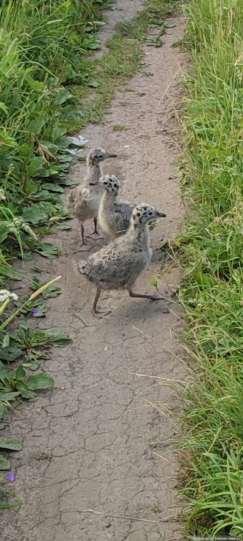Деревенские зарисовки — Игровые куклы разных производителей (Разное): редкие бренды (фото 7)