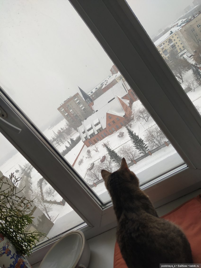 Где же подснежники??