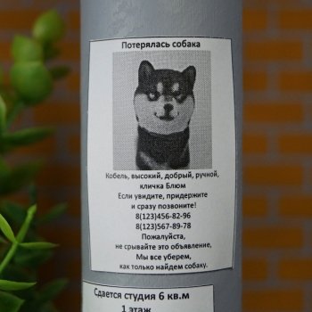 Агентство по поиску пропавших домашних животных «Св. Герасим». Детективная мелодрама. 1