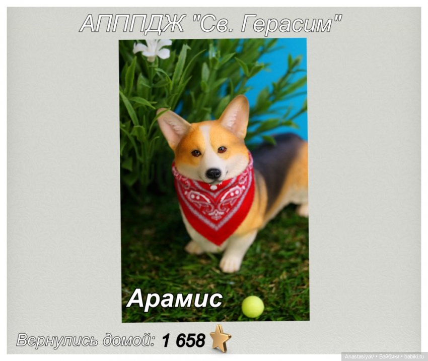 Агентство по поиску пропавших домашних животных «Св. Герасим». Детективная мелодрама. 2 (фото 6)