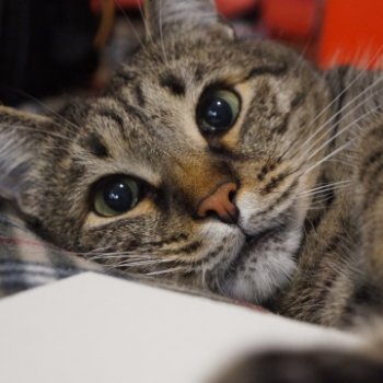 Все, что нас не убивает