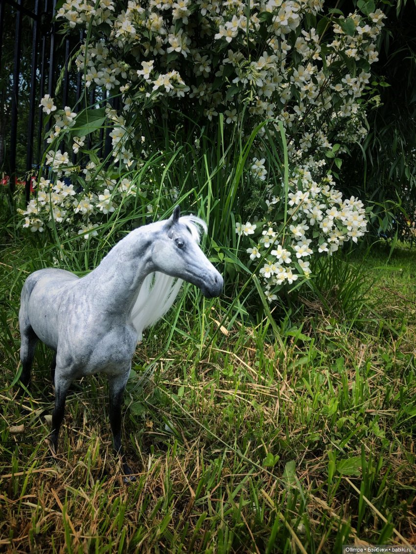 История одного коня "До и После" (фото 10)