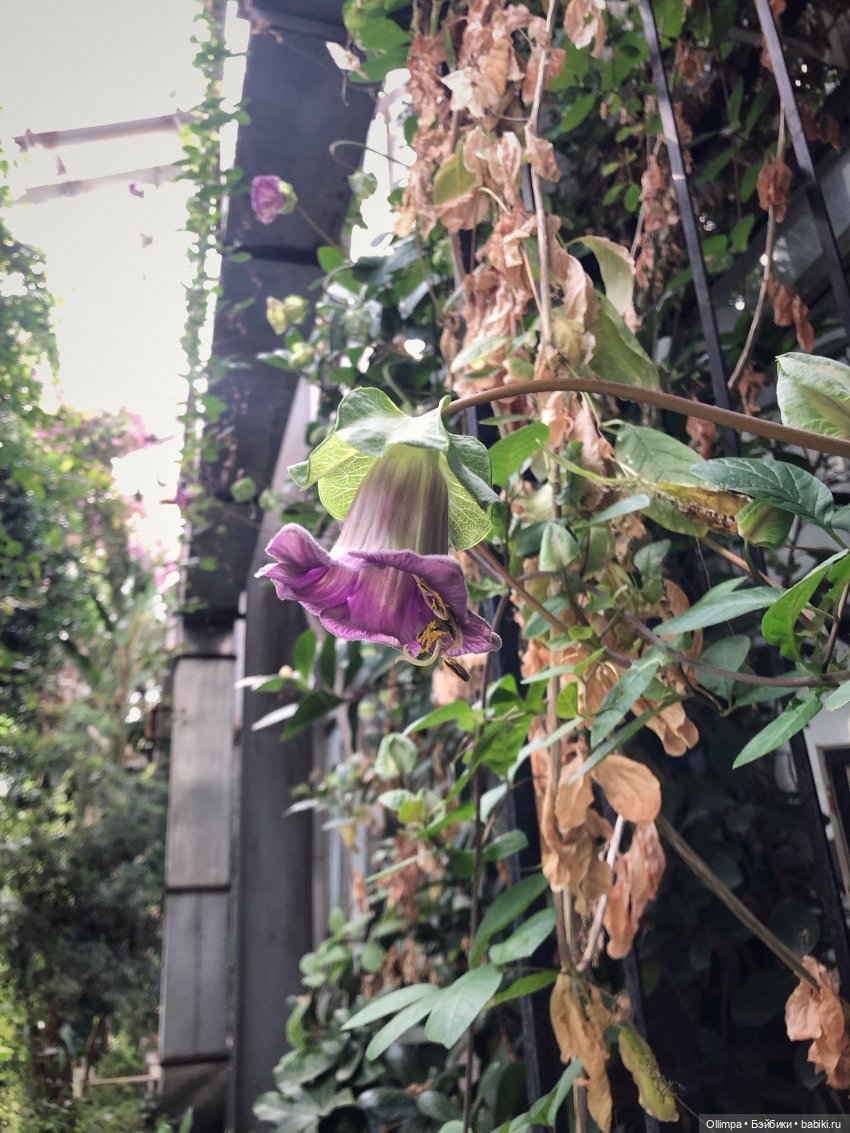 Виталина в Томске — Аналоги Барби и куклы 1/6: клоны 90 (фото 8)