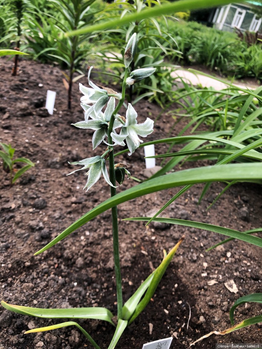 Виталина в Томске — Аналоги Барби и куклы 1/6: клоны 90