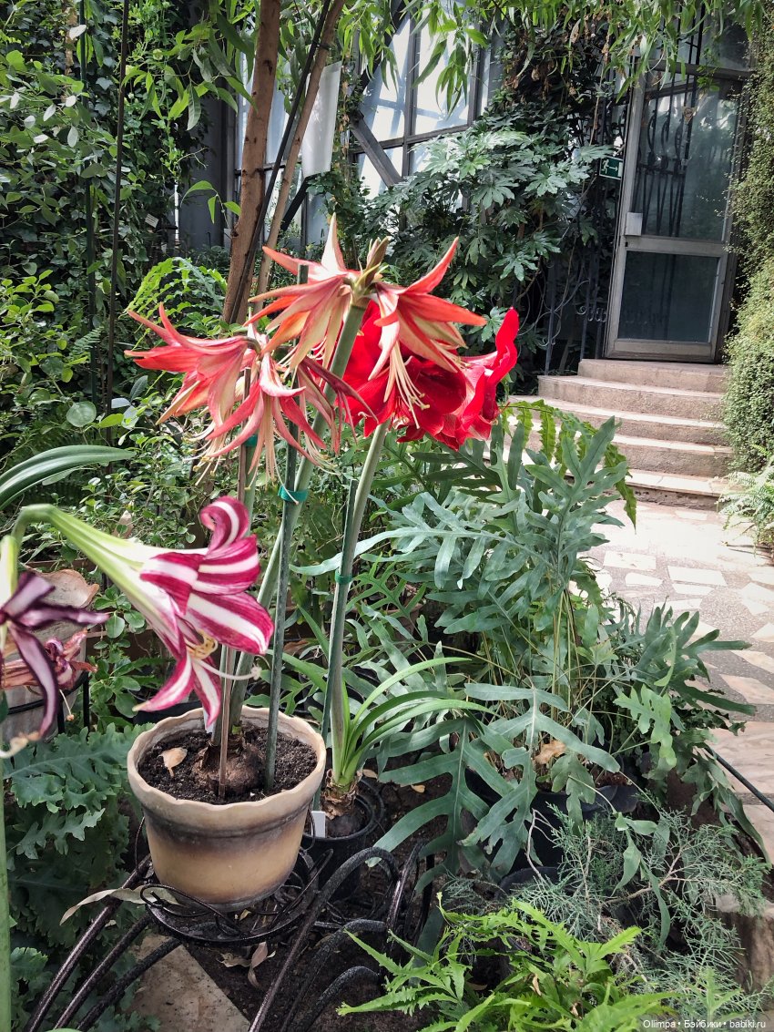 Виталина в Томске — Аналоги Барби и куклы 1/6: клоны 90 (фото 9)