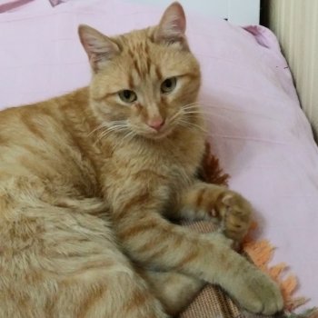 Страшнее кошки зверя нет