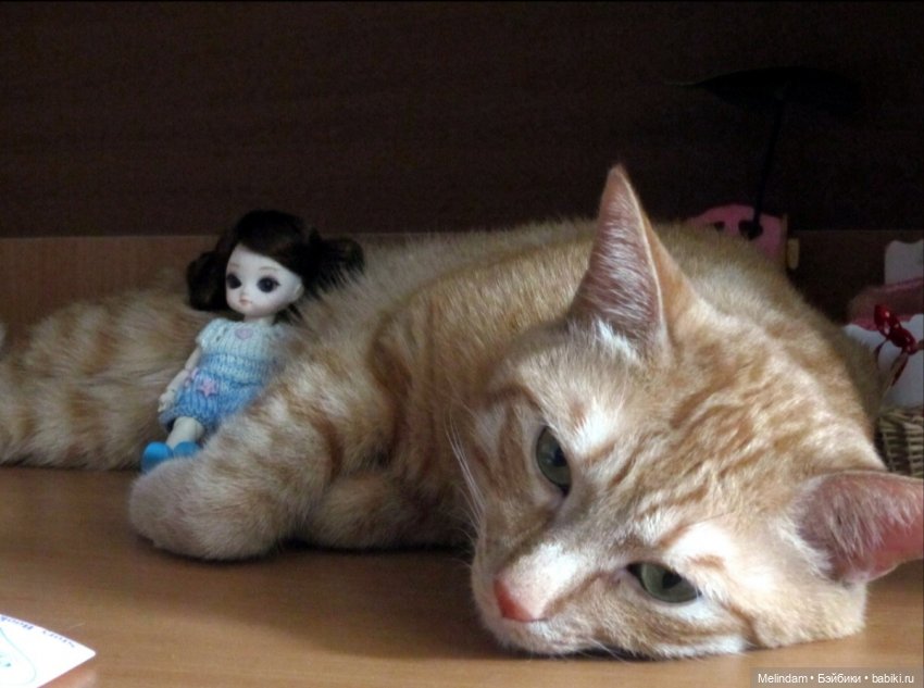 Ai - Циния - первый день в новом доме