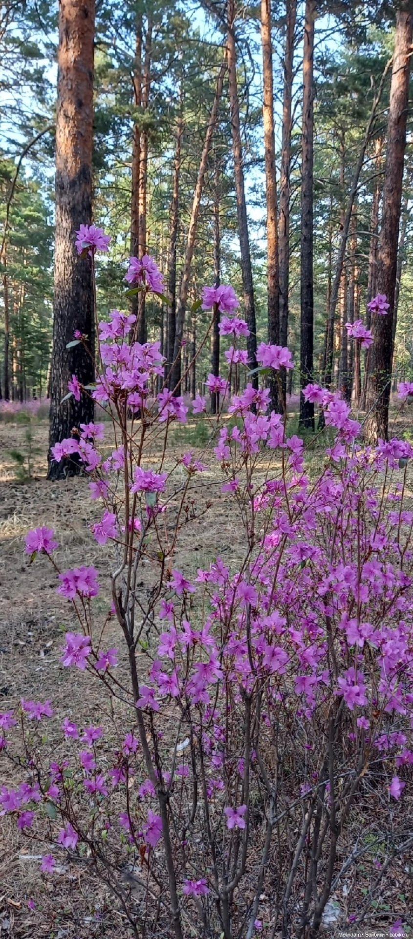 Мирэя - прогулка в весеннем лесу