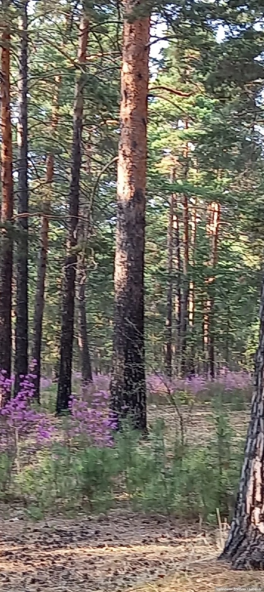 Мирэя - прогулка в весеннем лесу (фото 2)