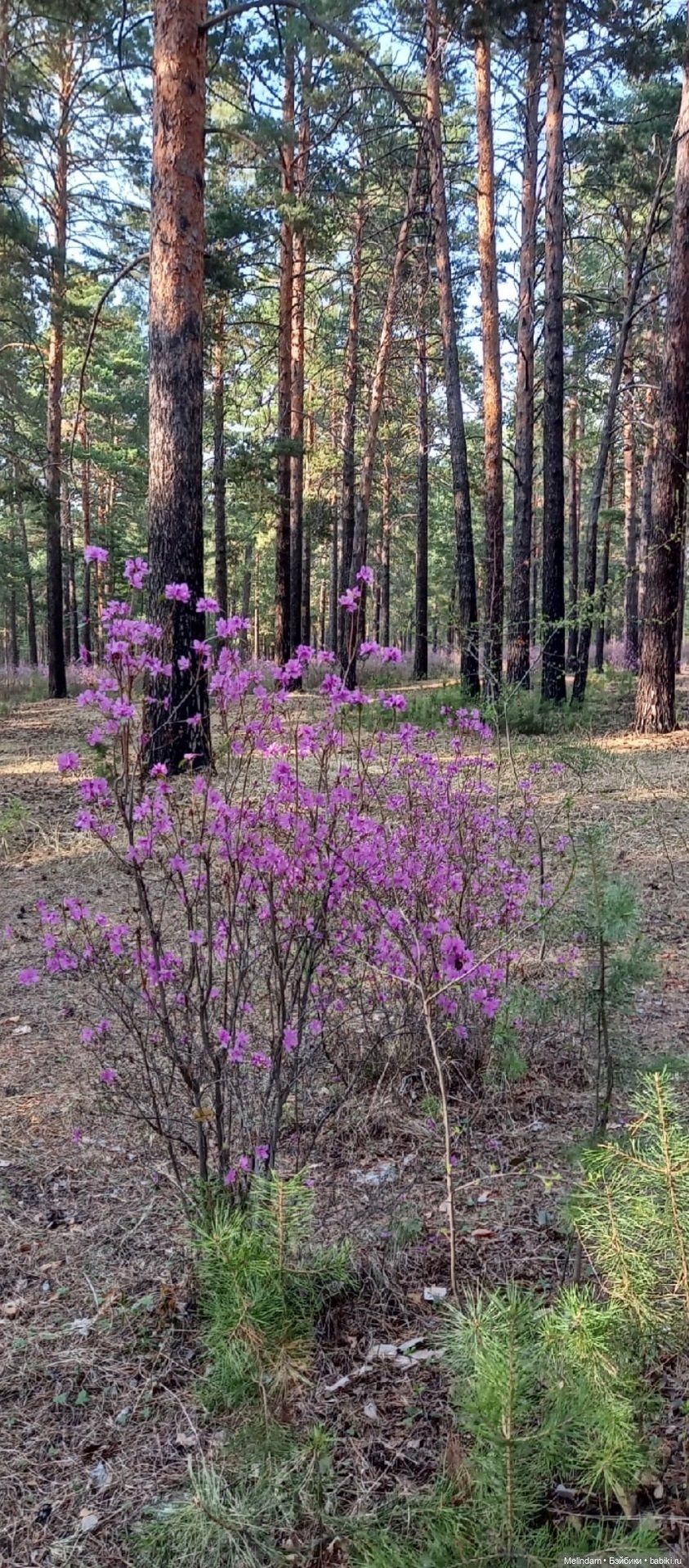 Мирэя - прогулка в весеннем лесу (фото 7)