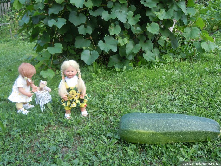 Вихтель,кабачок,велосипед