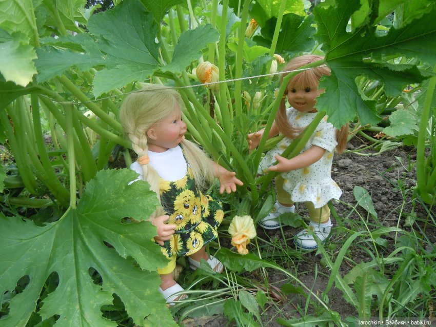 Вихтель,кабачок