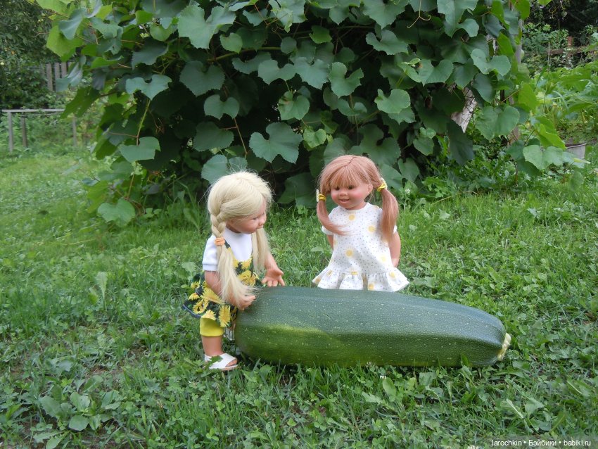 Вихтель,кабачок