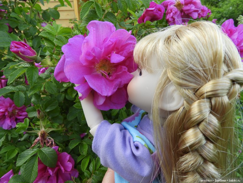 Руби Ред,шиповник