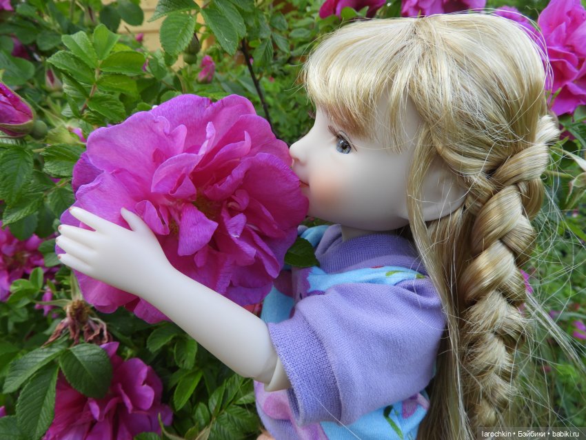 Руби Ред,шиповник