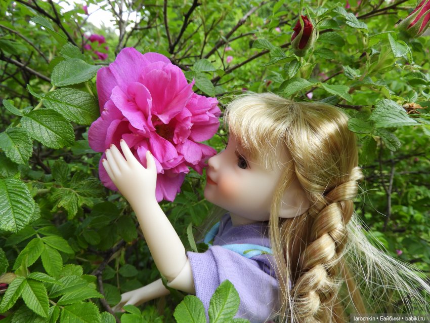 Руби Ред,шиповник