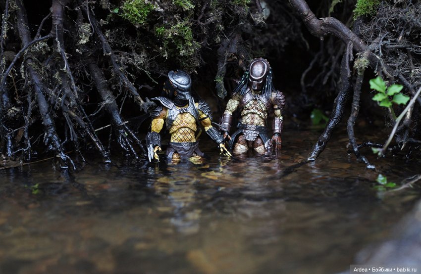 Хищники изучают новую территорию (фото 4)