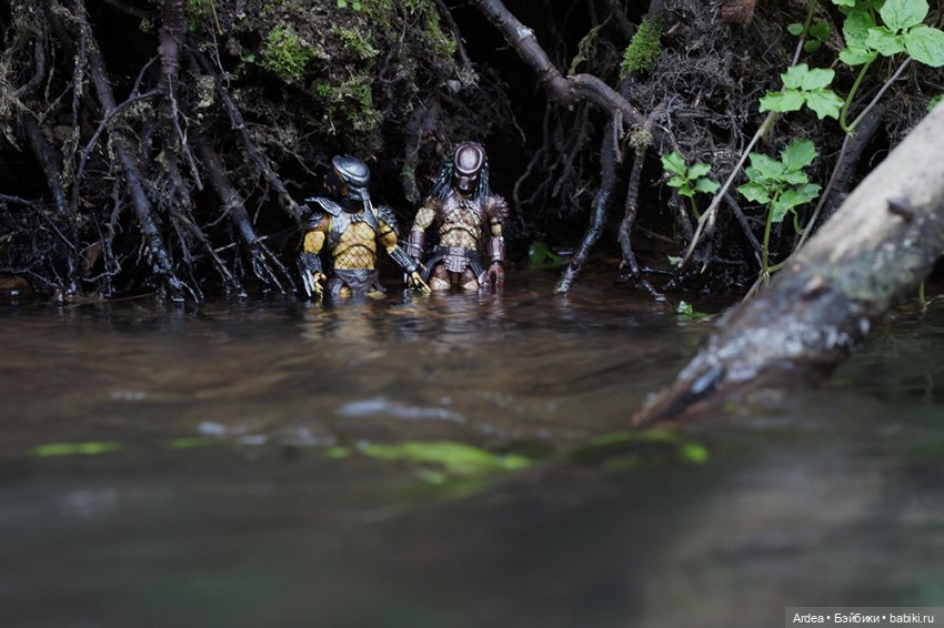 Хищники изучают новую территорию (фото 3)