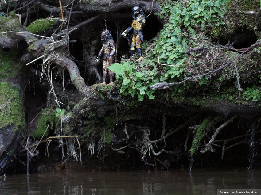 Хищники изучают новую территорию (фото 2)