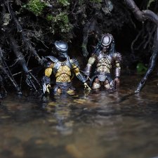 Хищники изучают новую территорию