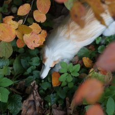 Ветер, одетый в шкуру