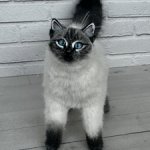 Реалистичная кошечка для формата 1/4