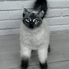 Реалистичная кошечка для формата 1/4