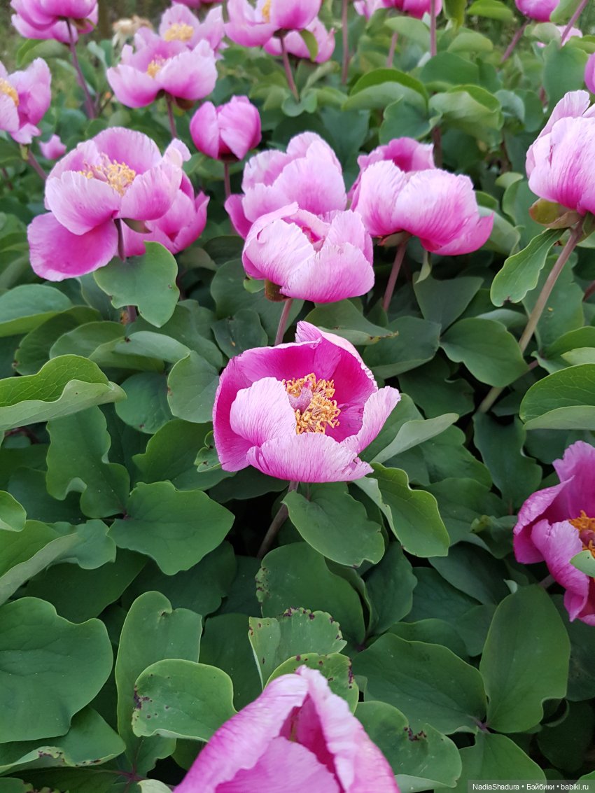 С прекрасным майским днём и замечательной погодой! Антикварная кукла Gebrüder Kühnlenz, 44-26 dep