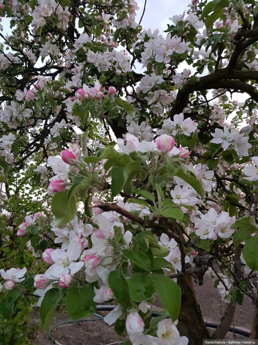 С прекрасным майским днём и замечательной погодой! Антикварная кукла Gebrüder Kühnlenz, 44-26 dep