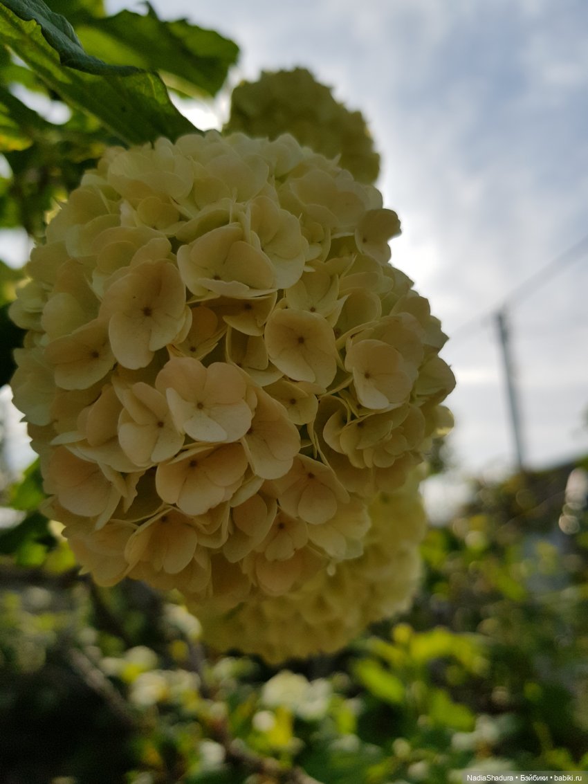 С прекрасным майским днём и замечательной погодой! Антикварная кукла Gebrüder Kühnlenz, 44-26 dep