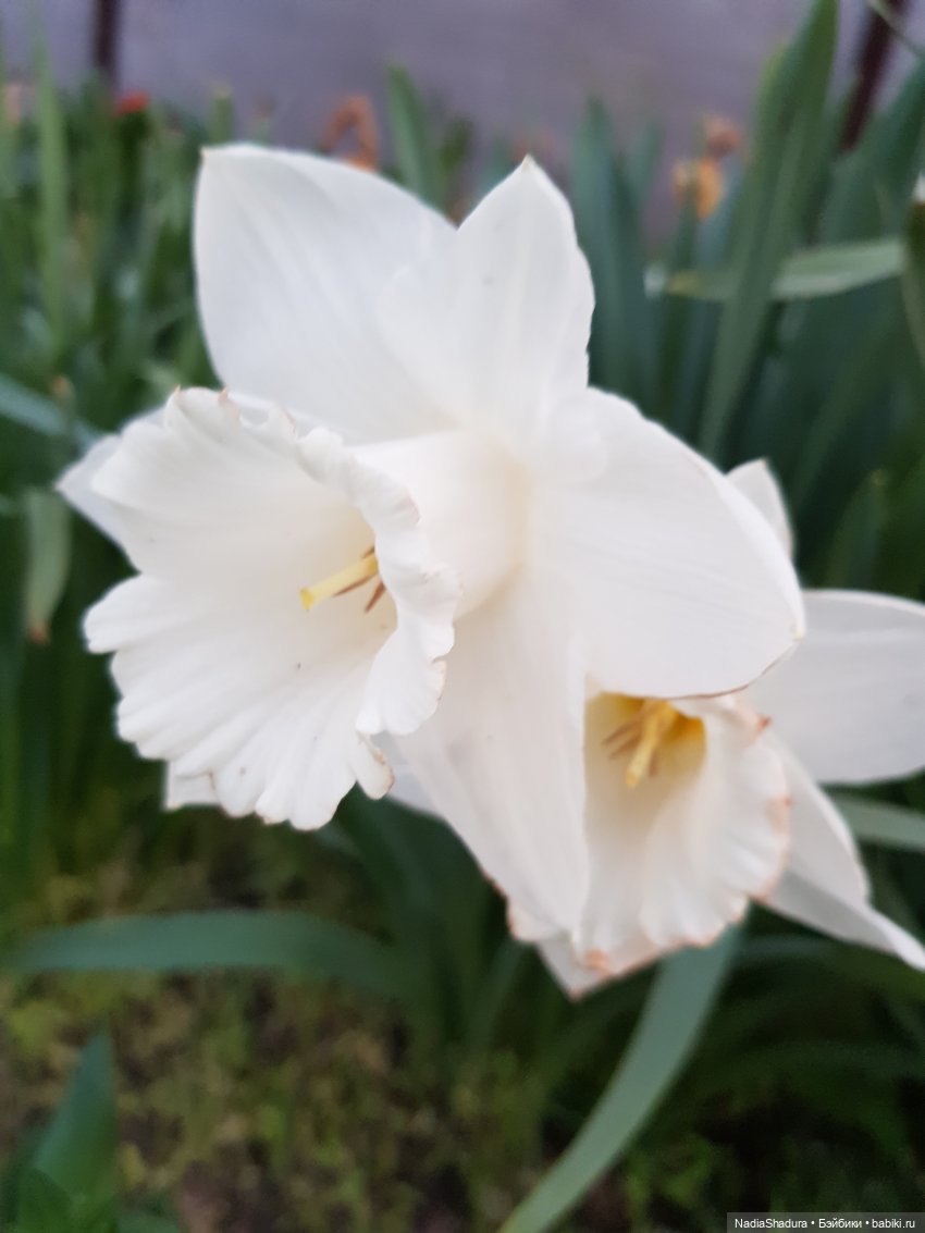 С прекрасным майским днём и замечательной погодой! Антикварная кукла Gebrüder Kühnlenz, 44-26 dep