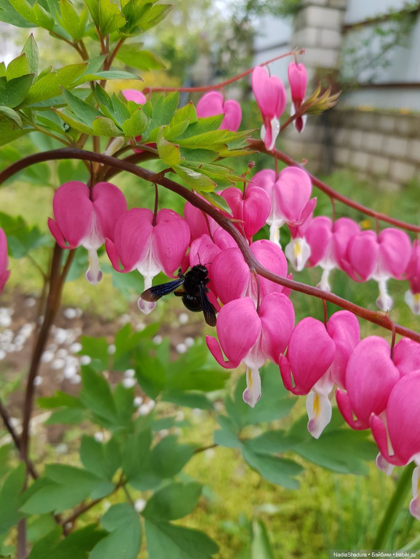 С прекрасным майским днём и замечательной погодой! Антикварная кукла Gebrüder Kühnlenz, 44-26 dep (фото 7)