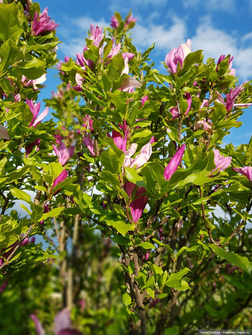 С прекрасным майским днём и замечательной погодой! Антикварная кукла Gebrüder Kühnlenz, 44-26 dep (фото 8)