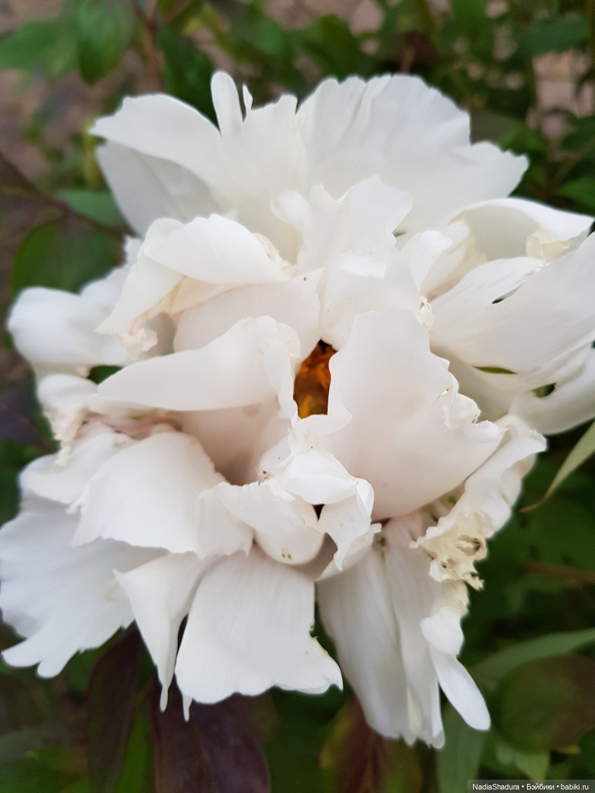 С прекрасным майским днём и замечательной погодой! Антикварная кукла Gebrüder Kühnlenz, 44-26 dep (фото 9)
