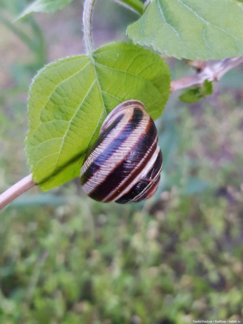 С прекрасным майским днём и замечательной погодой! Антикварная кукла Gebrüder Kühnlenz, 44-26 dep