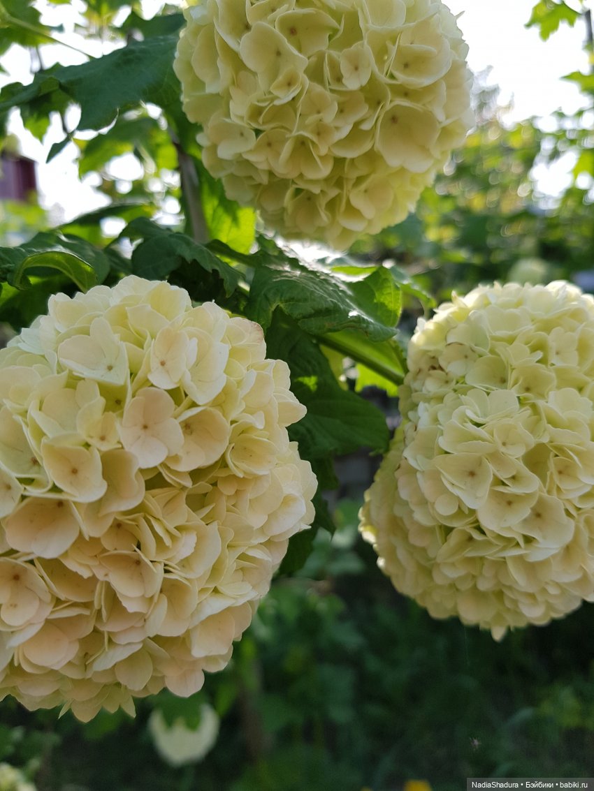 С прекрасным майским днём и замечательной погодой! Антикварная кукла Gebrüder Kühnlenz, 44-26 dep
