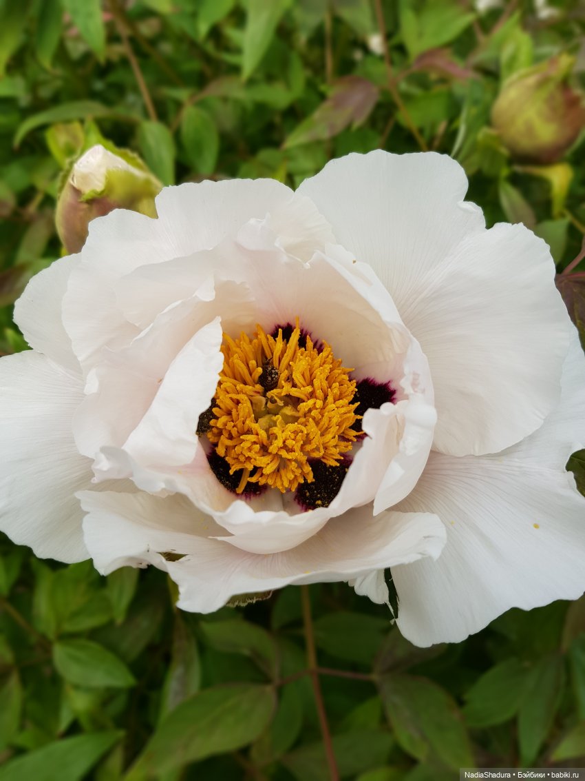 С прекрасным майским днём и замечательной погодой! Антикварная кукла Gebrüder Kühnlenz, 44-26 dep (фото 10)