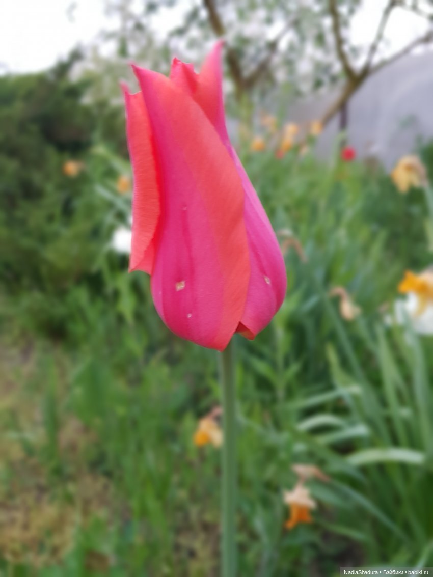 С прекрасным майским днём и замечательной погодой! Антикварная кукла Gebrüder Kühnlenz, 44-26 dep