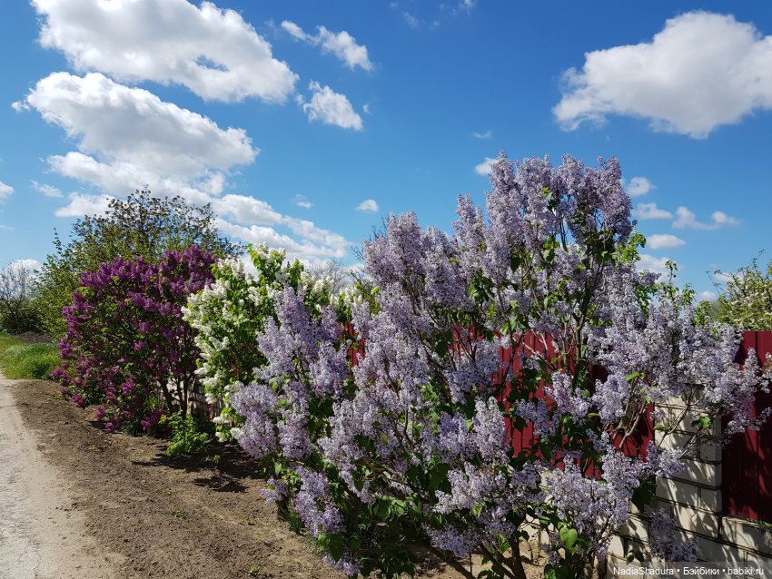 С прекрасным майским днём и замечательной погодой! Антикварная кукла Gebrüder Kühnlenz, 44-26 dep