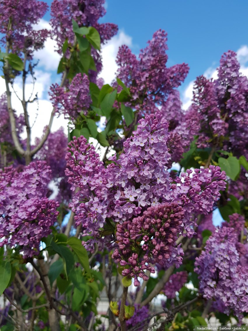 С прекрасным майским днём и замечательной погодой! Антикварная кукла Gebrüder Kühnlenz, 44-26 dep