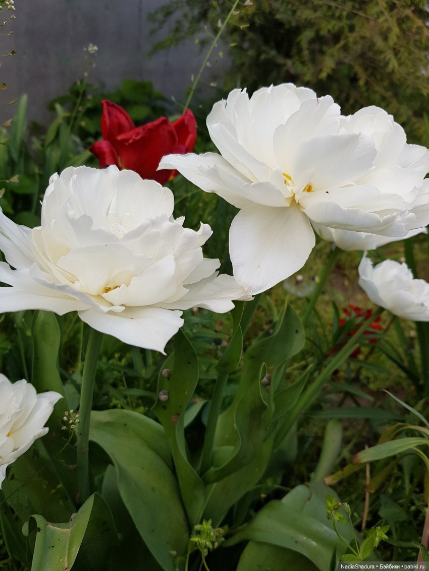 С прекрасным майским днём и замечательной погодой! Антикварная кукла Gebrüder Kühnlenz, 44-26 dep