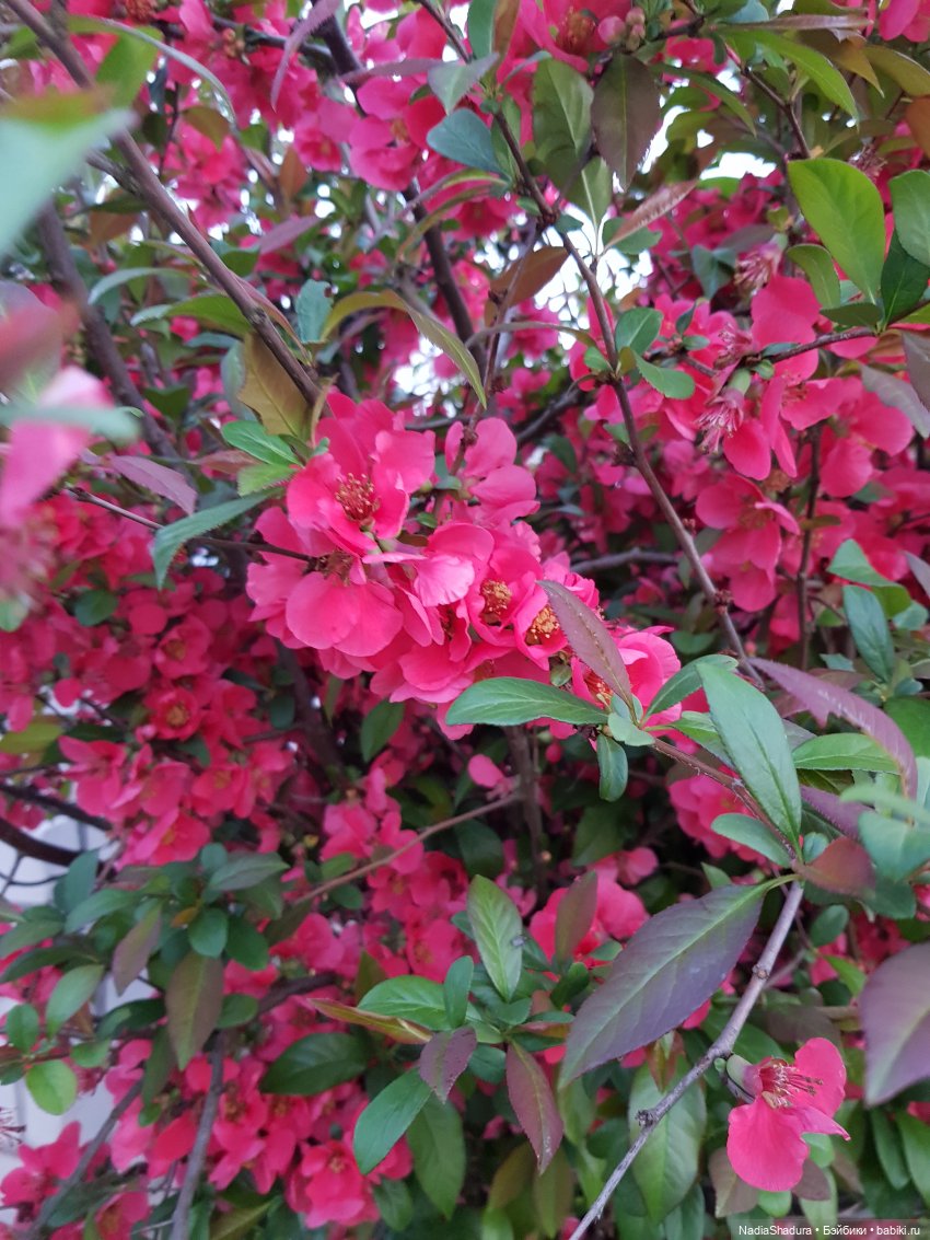 С прекрасным майским днём и замечательной погодой! Антикварная кукла Gebrüder Kühnlenz, 44-26 dep