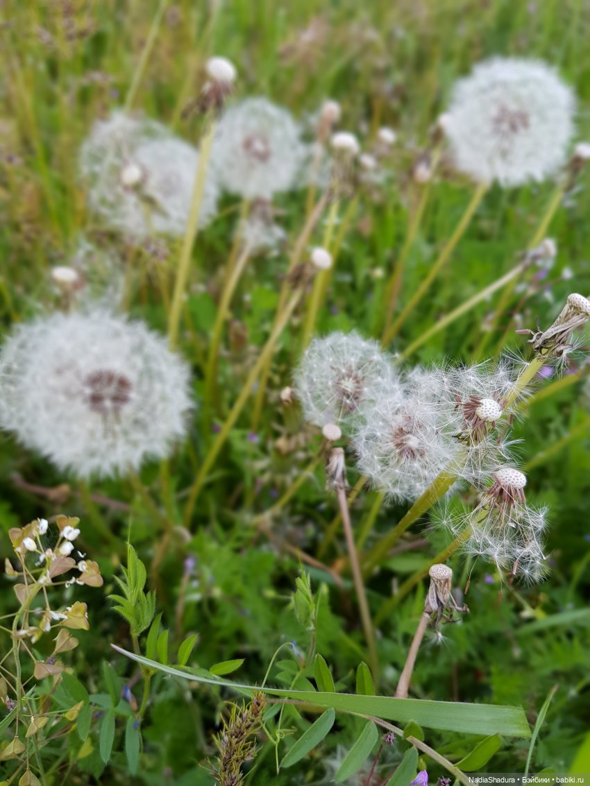 С прекрасным майским днём и замечательной погодой! Антикварная кукла Gebrüder Kühnlenz, 44-26 dep (фото 6)