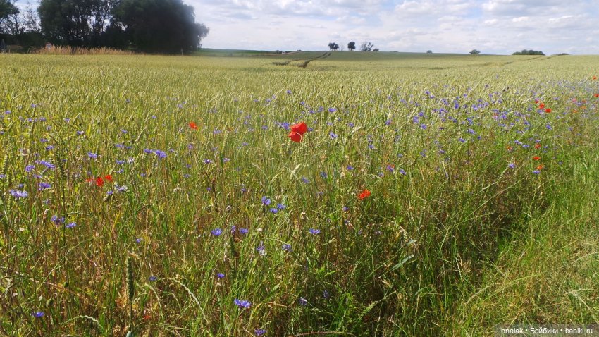 Лето, ах, лето — Антикварные куклы Simon & Halbig (S&H): Симон Хальбиг (фото 10)