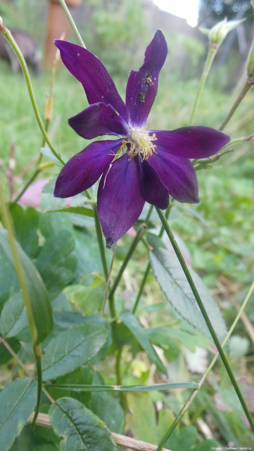 Лето, ах, лето — Антикварные куклы Simon & Halbig (S&H): Симон Хальбиг