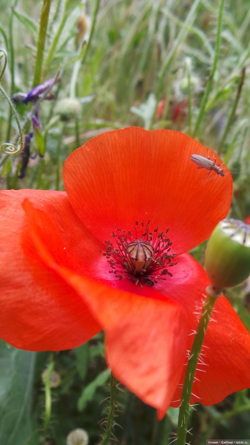 Лето, ах, лето — Антикварные куклы Simon & Halbig (S&H): Симон Хальбиг