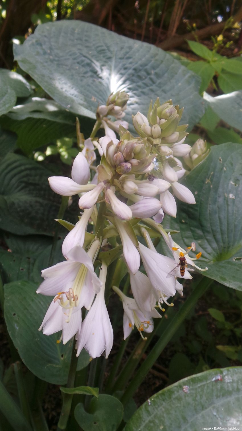 Лето, ах, лето — Антикварные куклы Simon & Halbig (S&H): Симон Хальбиг