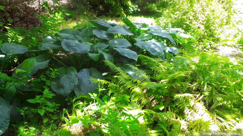 Лето, ах, лето — Антикварные куклы Simon & Halbig (S&H): Симон Хальбиг