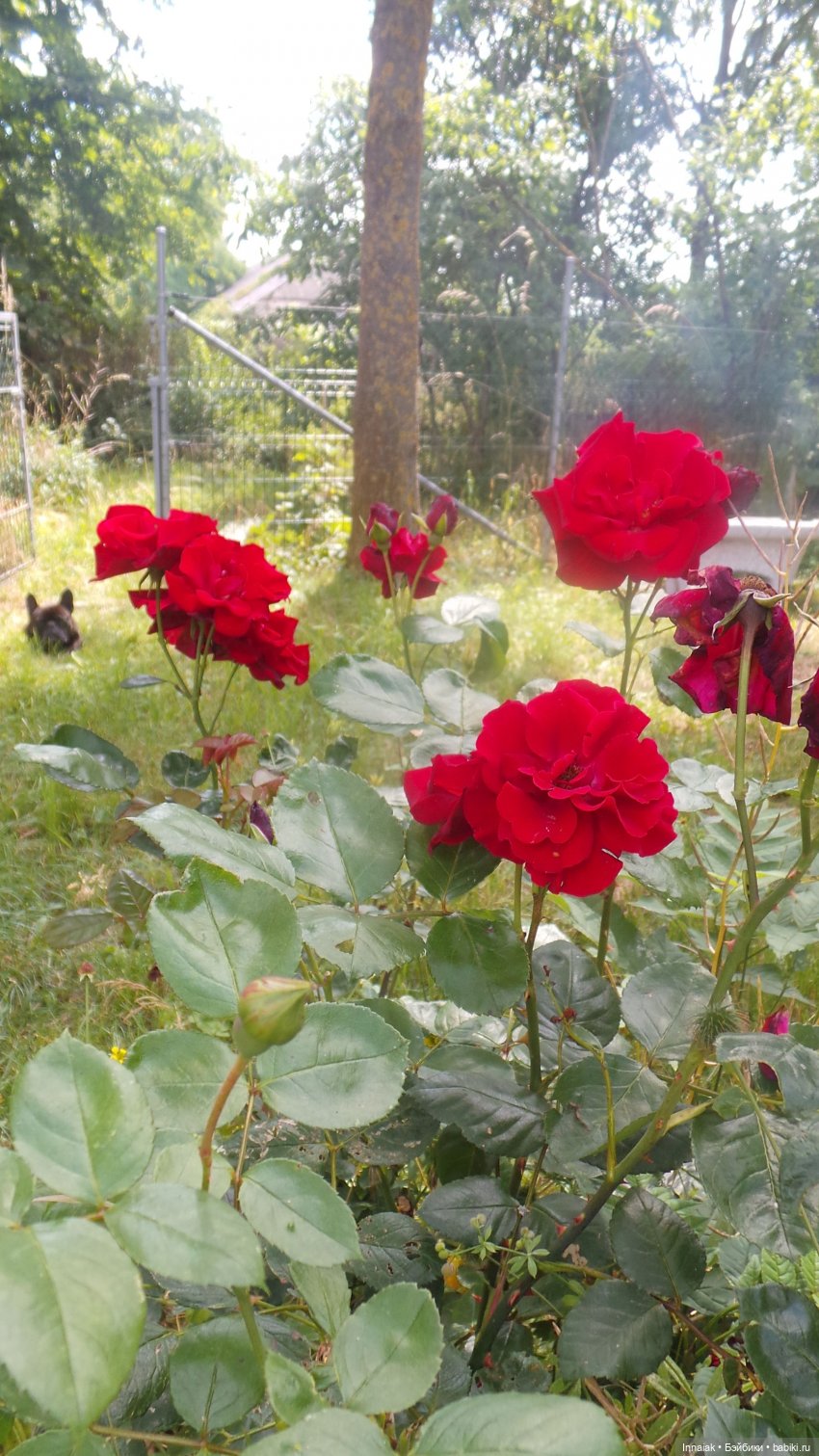 Лето, ах, лето — Антикварные куклы Simon & Halbig (S&H): Симон Хальбиг