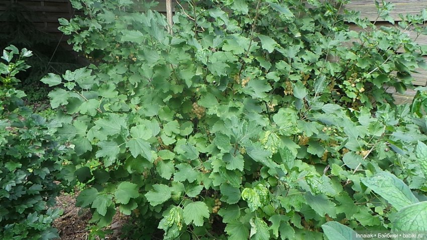 Лето, ах, лето — Антикварные куклы Simon & Halbig (S&H): Симон Хальбиг